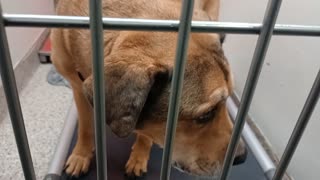Jax 12y A494639 kennel 146 PACC shelter_20251116_164140669