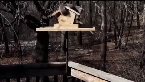 Funny Animals