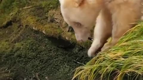 🧠✨ Discover the Rarest Bear in the World: The Spirit Bear! | FeedMyCuriosity