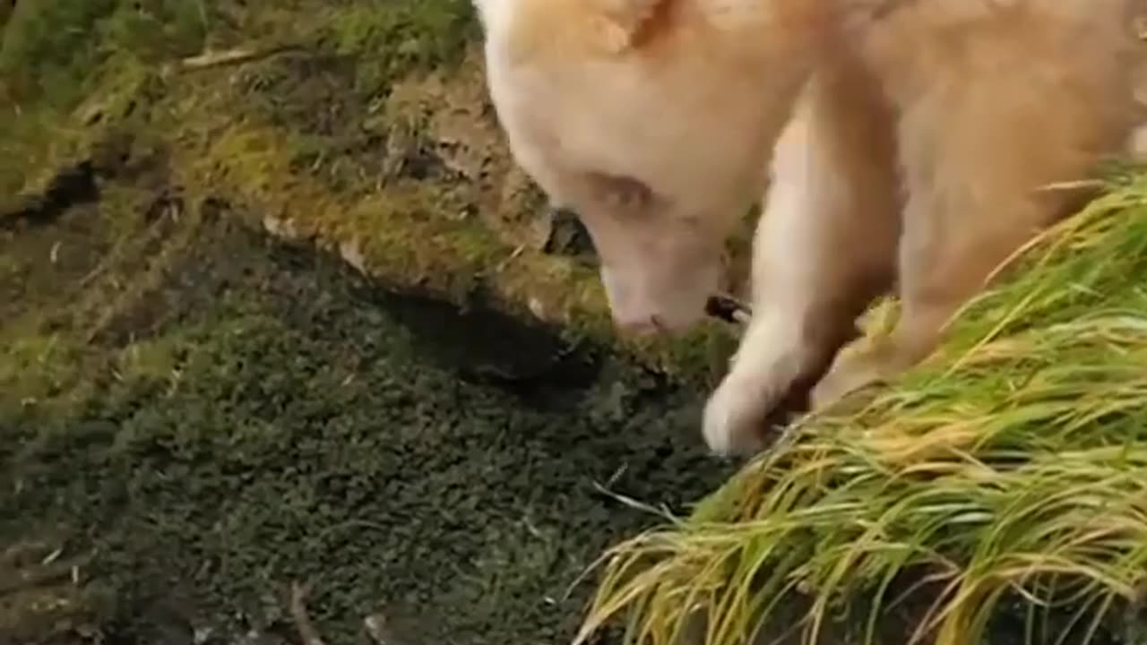 🧠✨ Discover the Rarest Bear in the World: The Spirit Bear! | FeedMyCuriosity