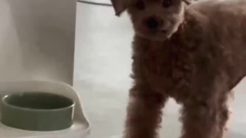 I demand my bowl be filled now!!!!