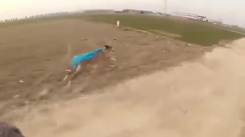 Super dog