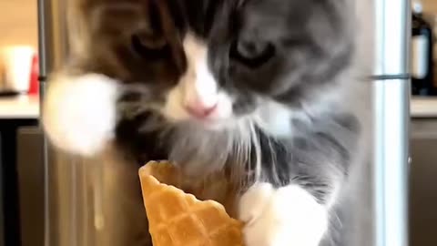 Wait for the surprise! 🍦🐱 The cutest "Ice Cream" ever!