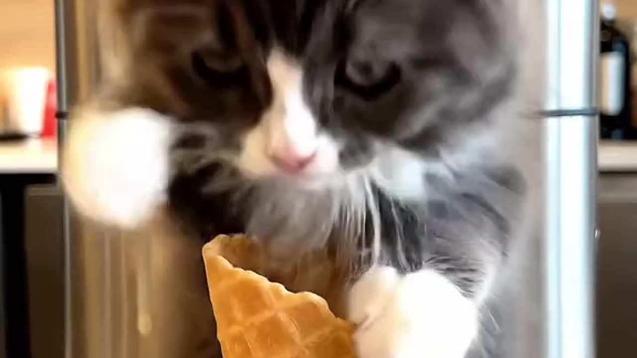 Wait for the surprise! 🍦🐱 The cutest "Ice Cream" ever!
