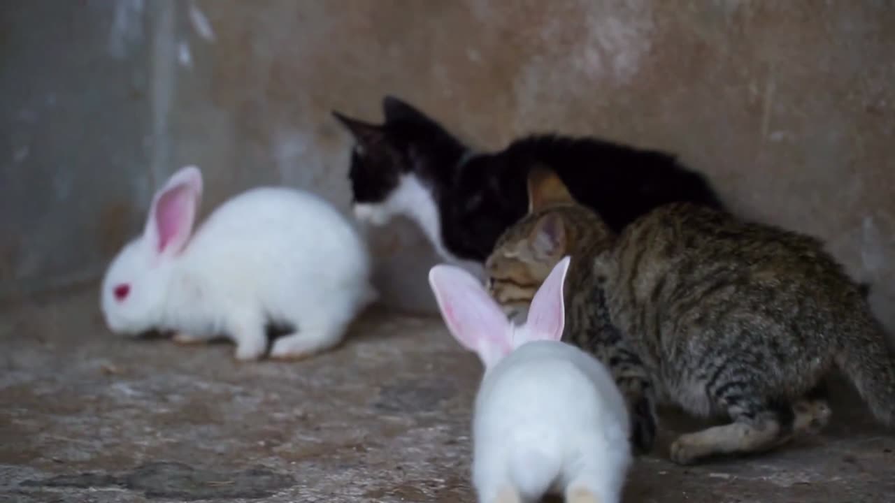 Cats and Rabbit Playing