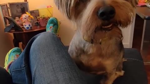 Batman loves Grandma! #yorkies #funnydogs #centenarian