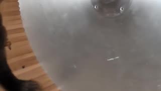 🐿️🔄 This Squirrel's Obsession is TOO MUCH! Squirrel wheel fail | FunFM