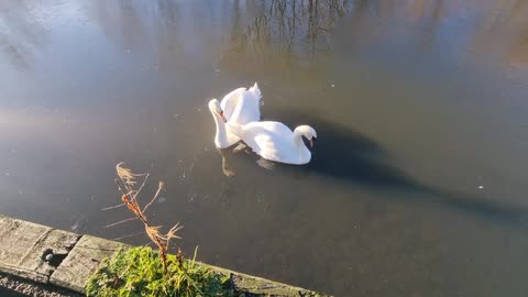 Mute Swan Couple On A British Lake
