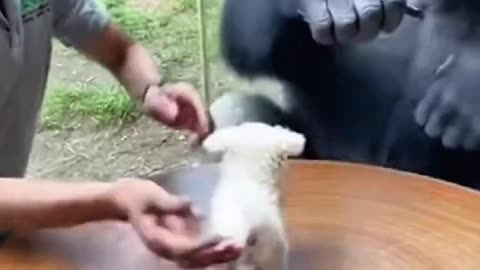 Gorilla and Toy puppy