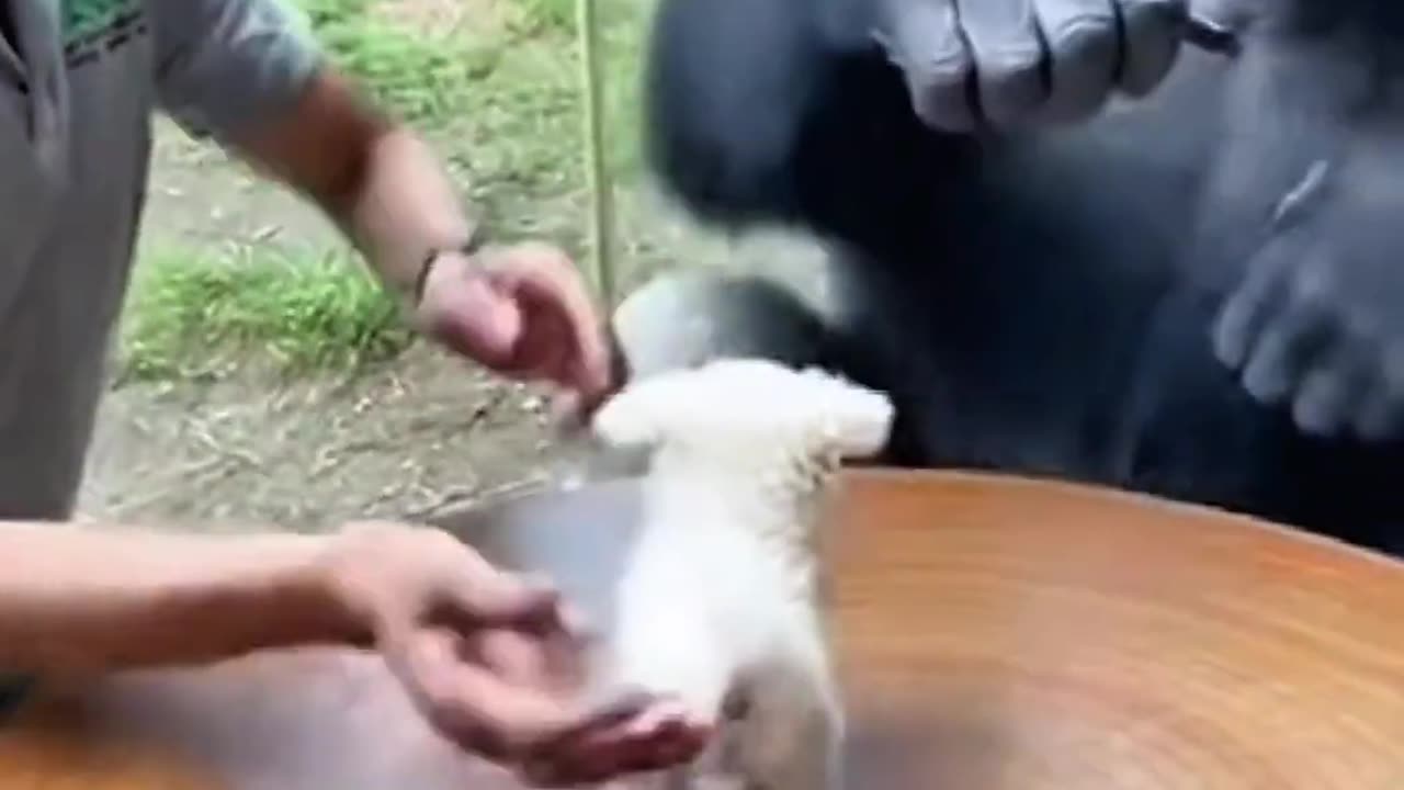 Gorilla and Toy puppy