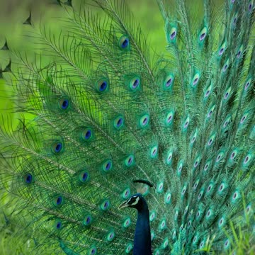 A Journey Through The Paradise, Rhythm of The Nature 🤗😍