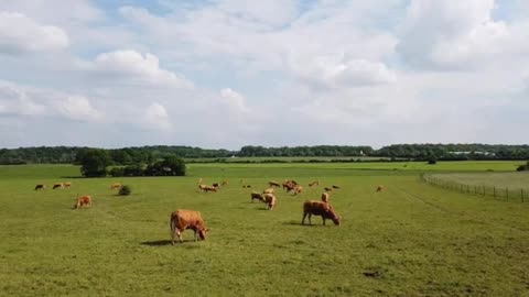 The Joyful Lives of Cows