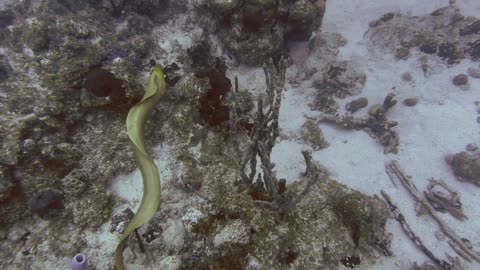 Free swimming moray eel disappear in rocks and reappears