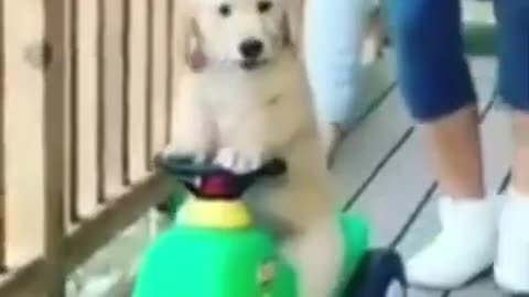 funny animal videos