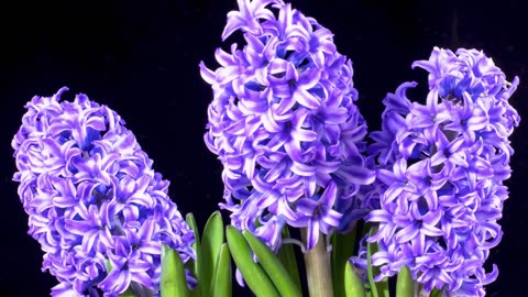 Lofi House Sanctuary