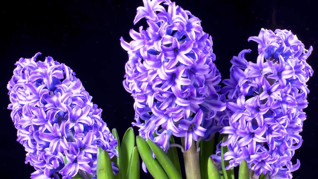 Lofi House Sanctuary