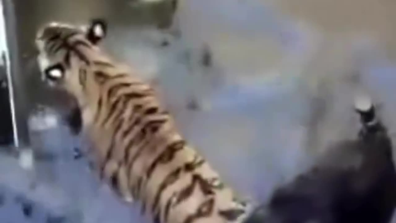 A tiger and a boar accidentally fell into well