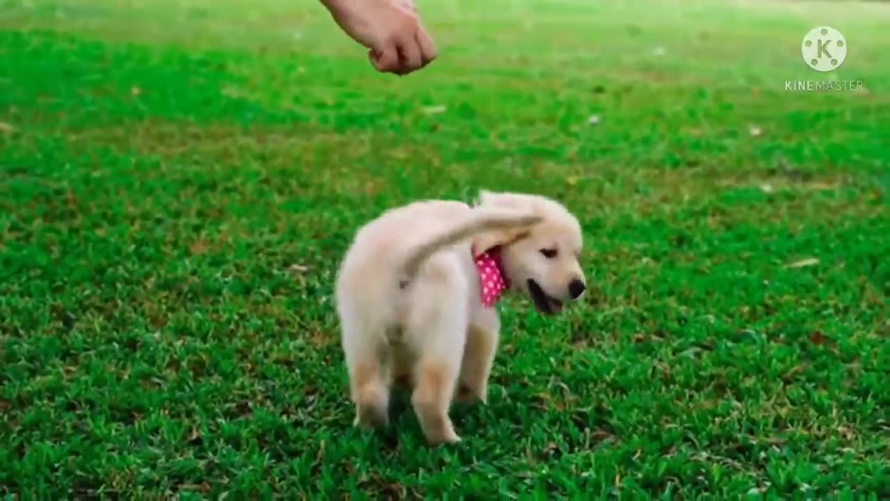 funny puppy and cute puppy