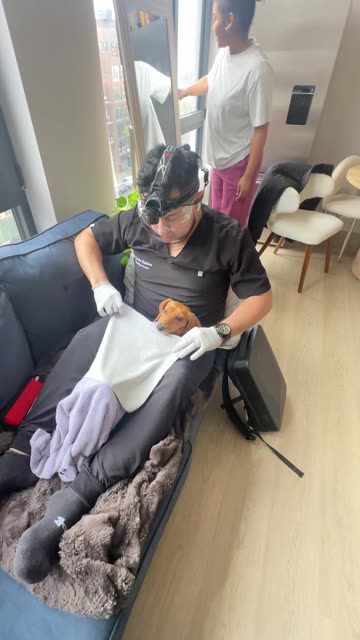 Dachshund's First Dental Cleaning