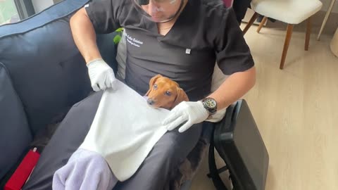 Dachshund's First Dental Cleaning