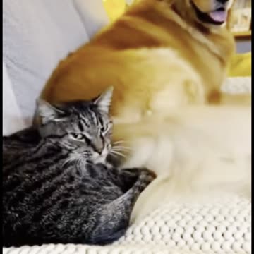 Annoying dog disturbing cat