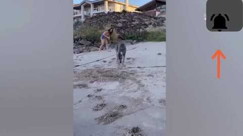 Pet hilarious moves part 1