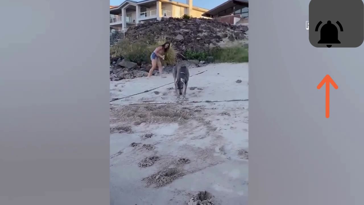 Pet hilarious moves part 1