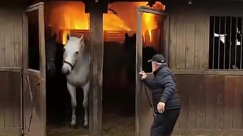 Animal warning to humans