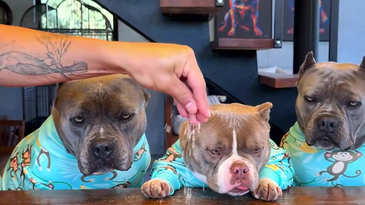 Dogs having dinner