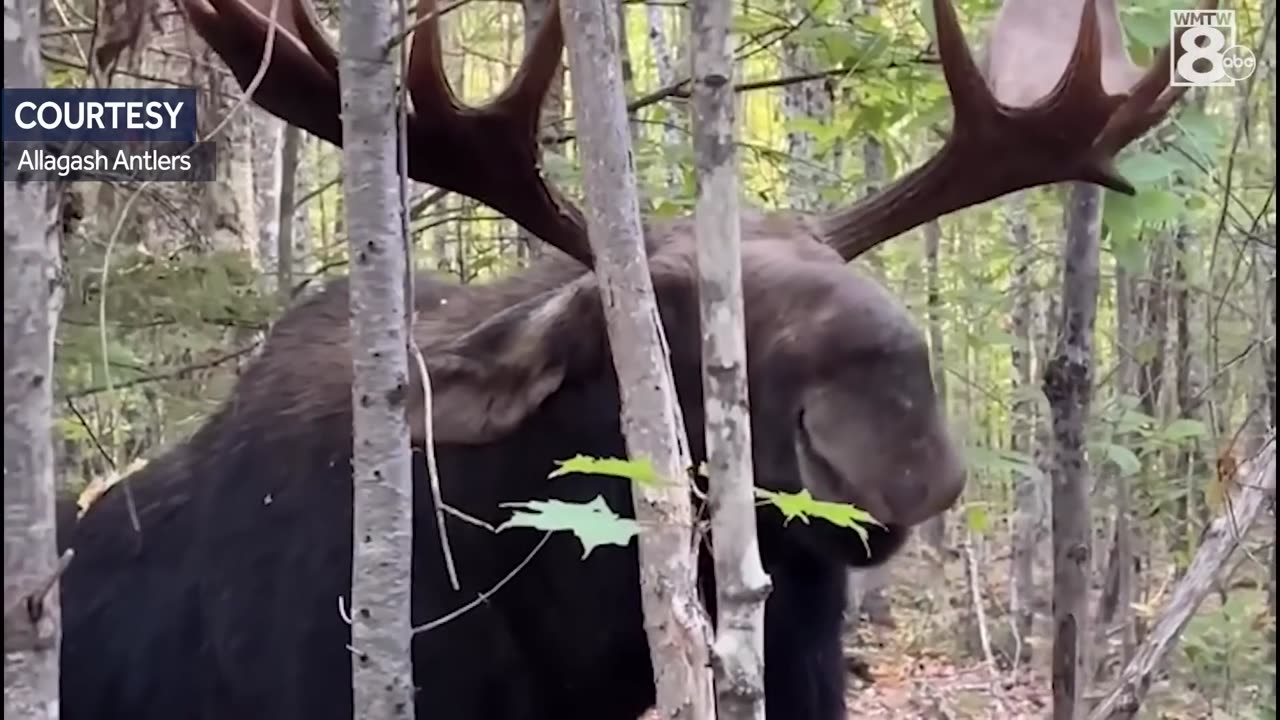 😮🦌 Watch This Man Sneak Up on a Moose and Get a Scary Reaction! | FeedMyCuriosity
