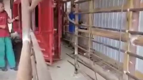 animals