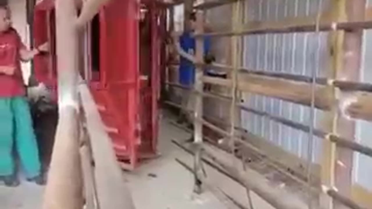 animals