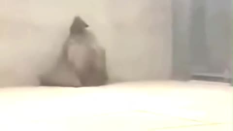 A creepy video found on the internet 🕷️ #horror #scary