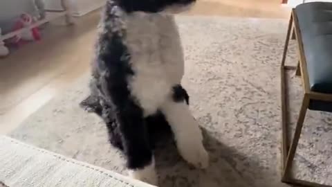 This dog knew his little girl was in trouble!