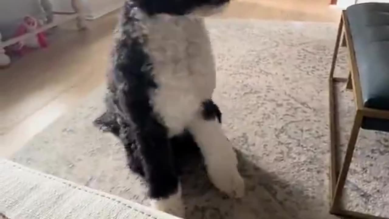 This dog knew his little girl was in trouble!