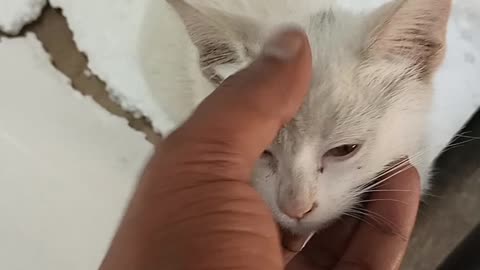 Techniques to put my pet cat to sleep.