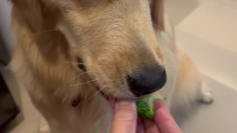 Tricking My Golden Retriever into Eating Broccoli