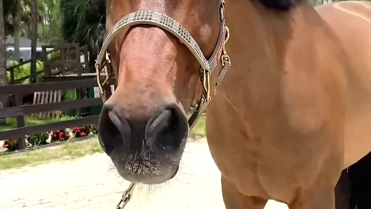 Do Horses REALLY Need Their Coats Clipped Find Out! #animallife #animalfacts #equestrianjourney