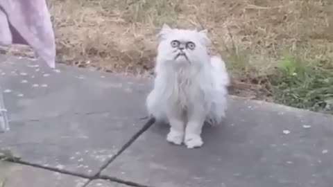 Breaking: Weird-looking cat Wilfred goes viral with Michael Rapaport voiceover