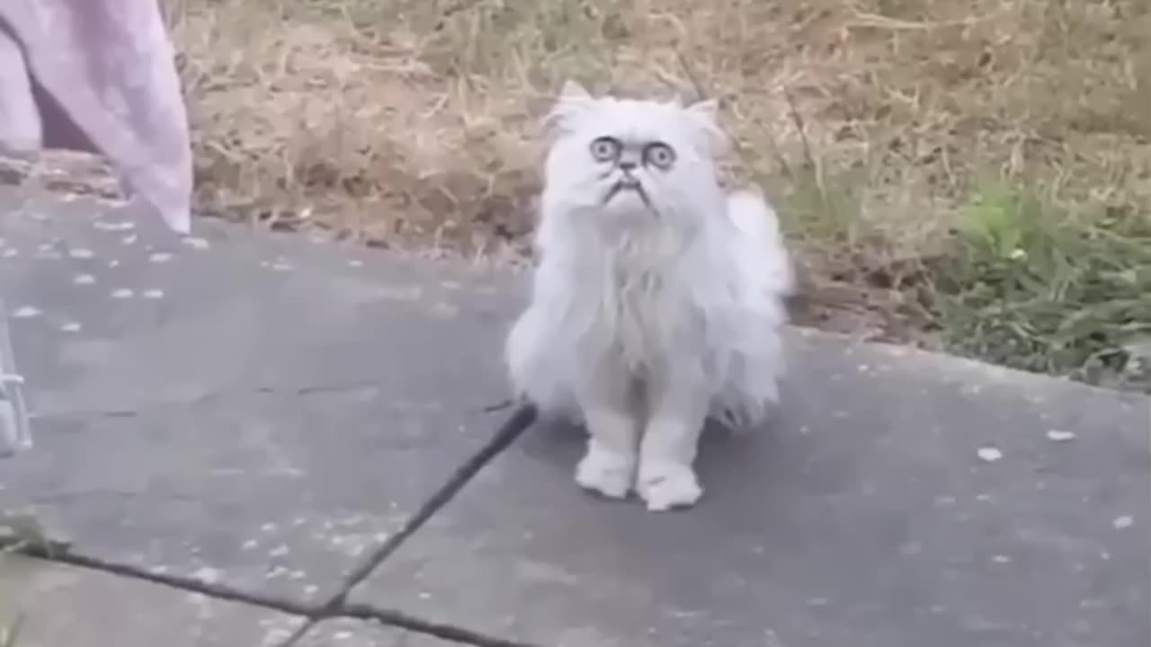 Breaking: Weird-looking cat Wilfred goes viral with Michael Rapaport voiceover