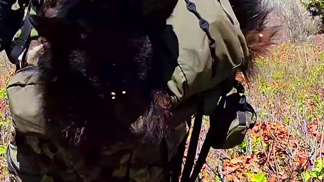 Spring Black Bear Hunt!