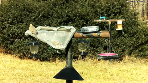 Bird Feeder in Western Maryland USA