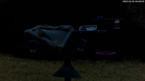 Bird Feeder in Western Maryland USA