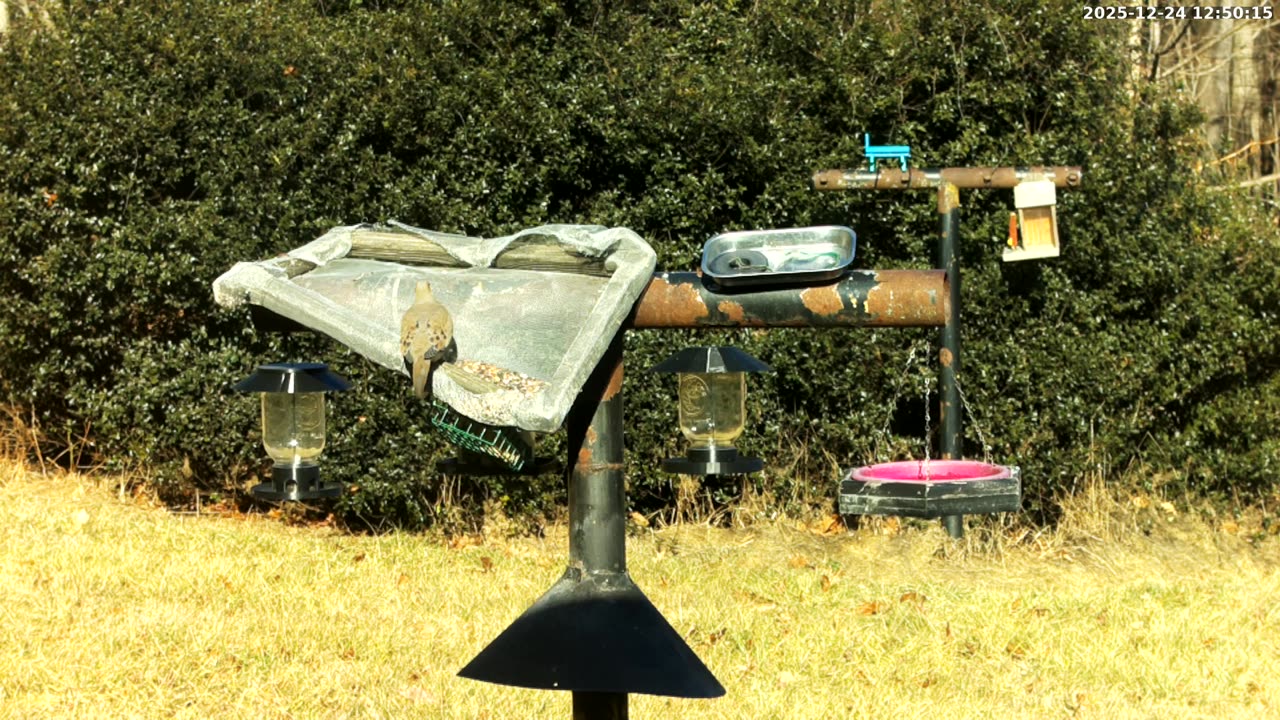 Bird Feeder in Western Maryland USA