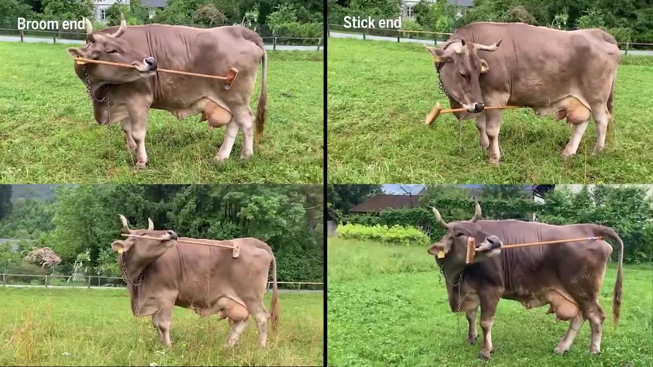 Και όμως κάνουν χρήση εργαλείων