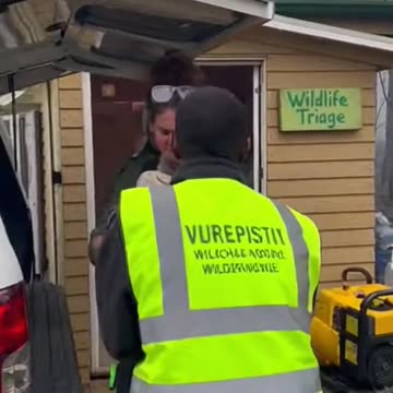 Koala Fireline Rescue