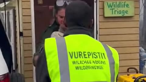 Koala Fireline Rescue