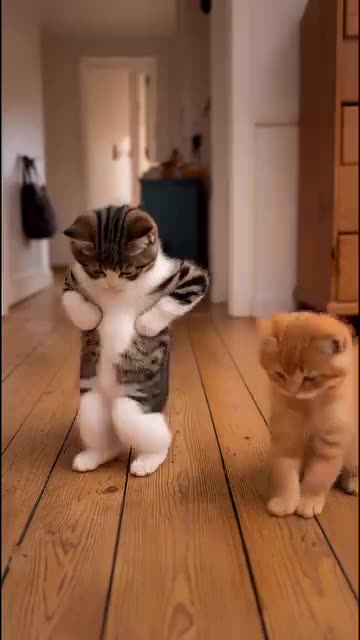 Kittens Dance to Ice Cube