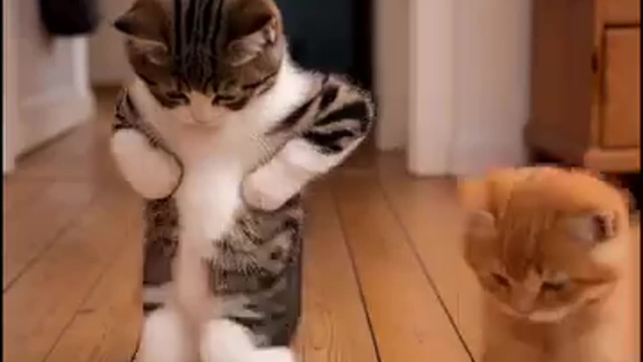 Kittens Dance to Ice Cube