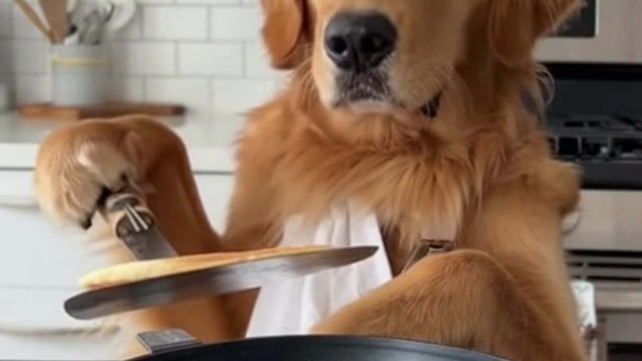 Dog Becomes Chef! 🍳🐶🤣
